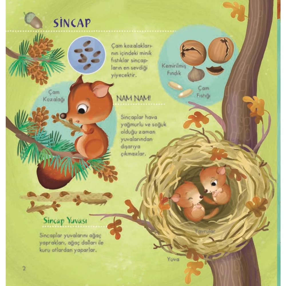 İlk Doğa Kitabım Serisi-1: Minik Yuvalar