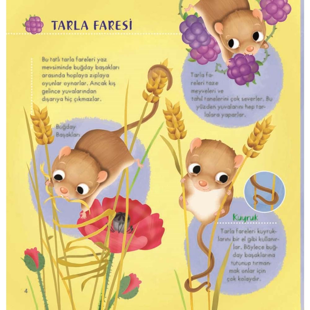 İlk Doğa Kitabım Serisi-1: Minik Yuvalar