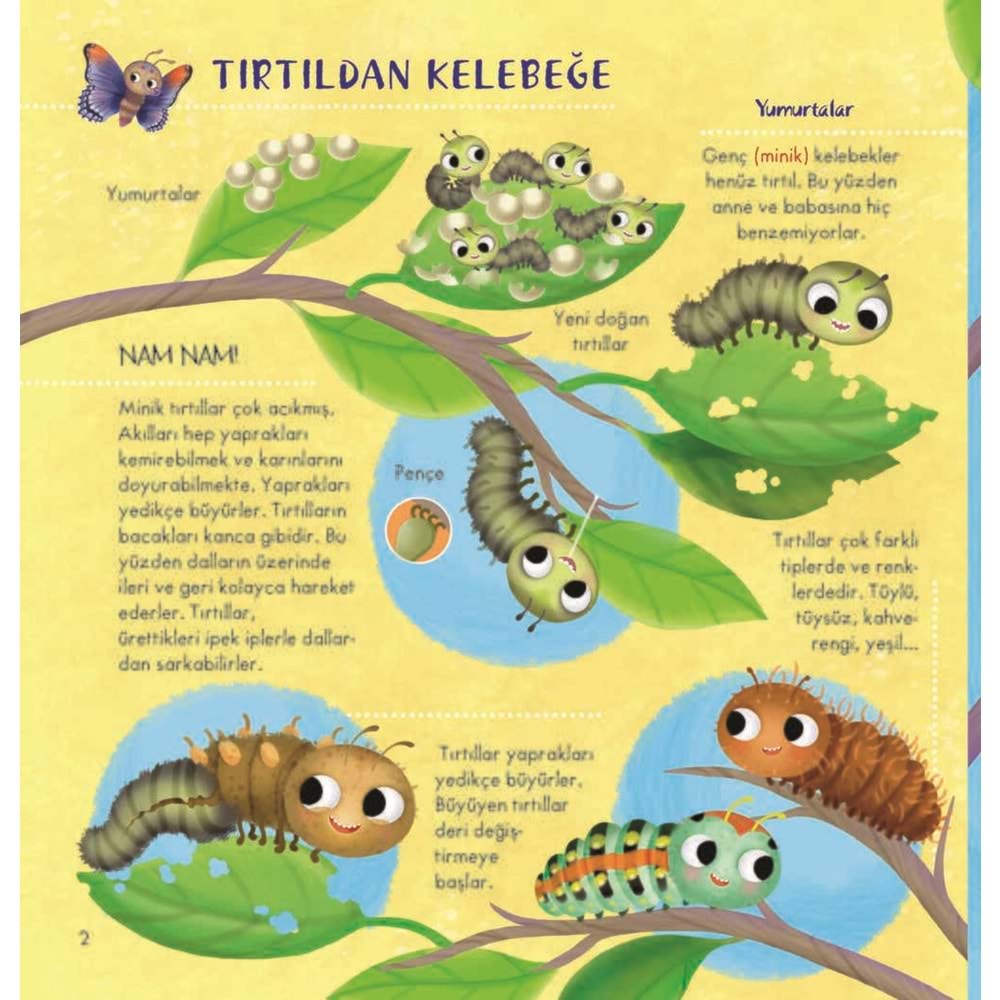 İlk Doğa K itabım Serisi- 2 : Minik Hayvanlar