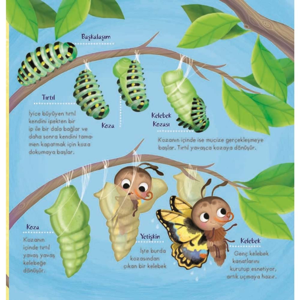 İlk Doğa K itabım Serisi- 2 : Minik Hayvanlar