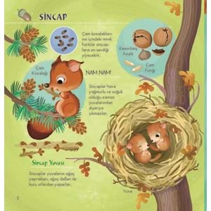 İlk Doğa Kitabım Serisi-1: Minik Yuvalar