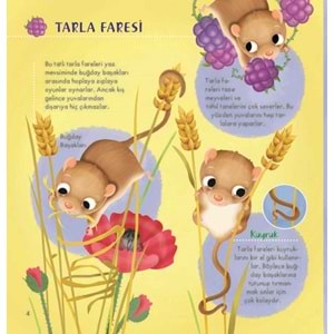 İlk Doğa Kitabım Serisi-1: Minik Yuvalar